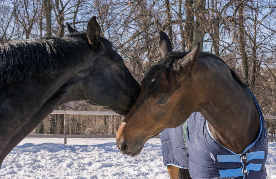 pluie cheval